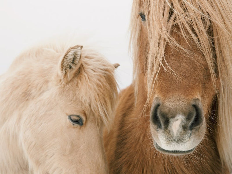 Beige Horses