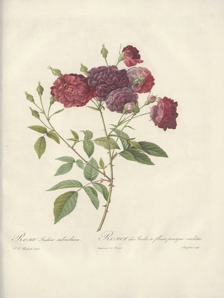 Rose Illustration, Pierre Joseph Redoute(104)