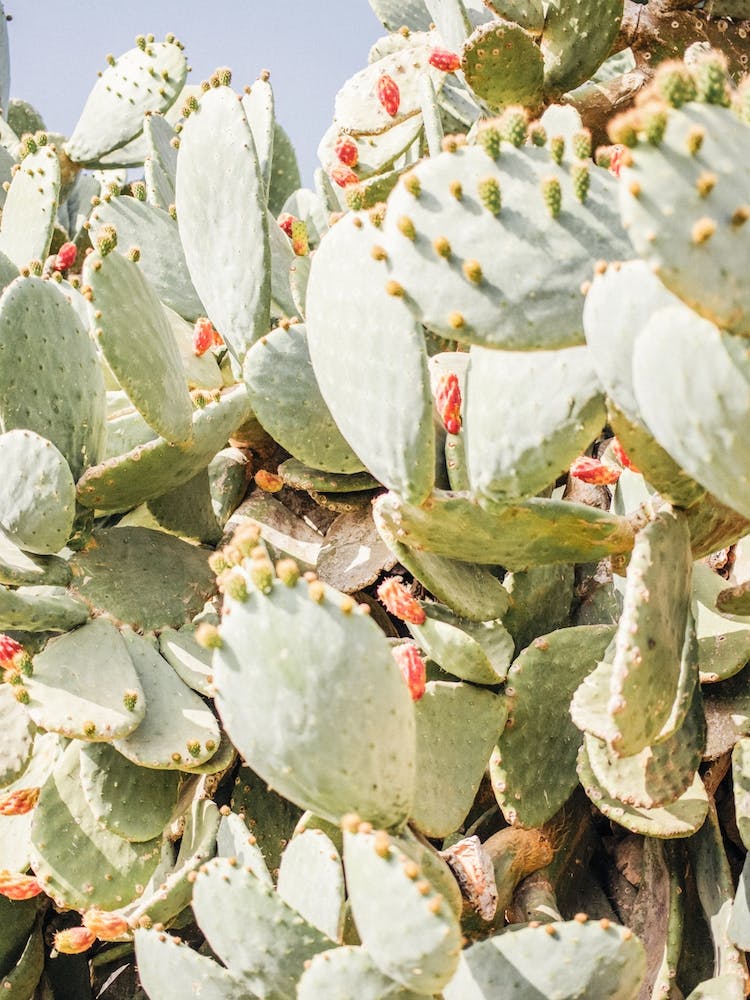 Warm Cactus Flowers