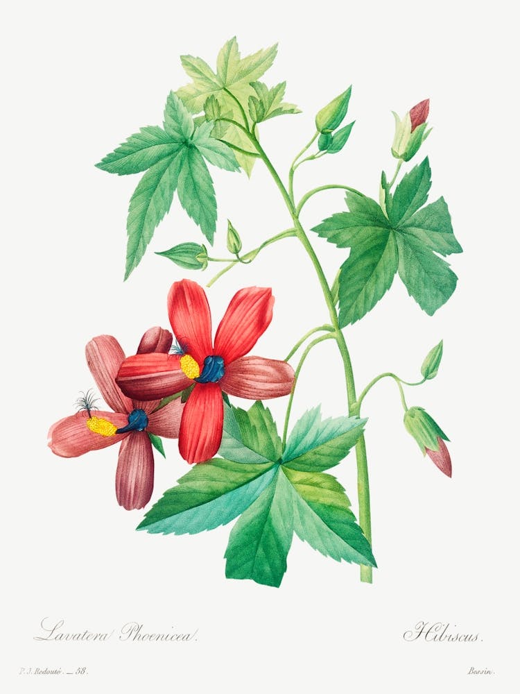 Lavatera Phonica, Pierre Joseph Redouté