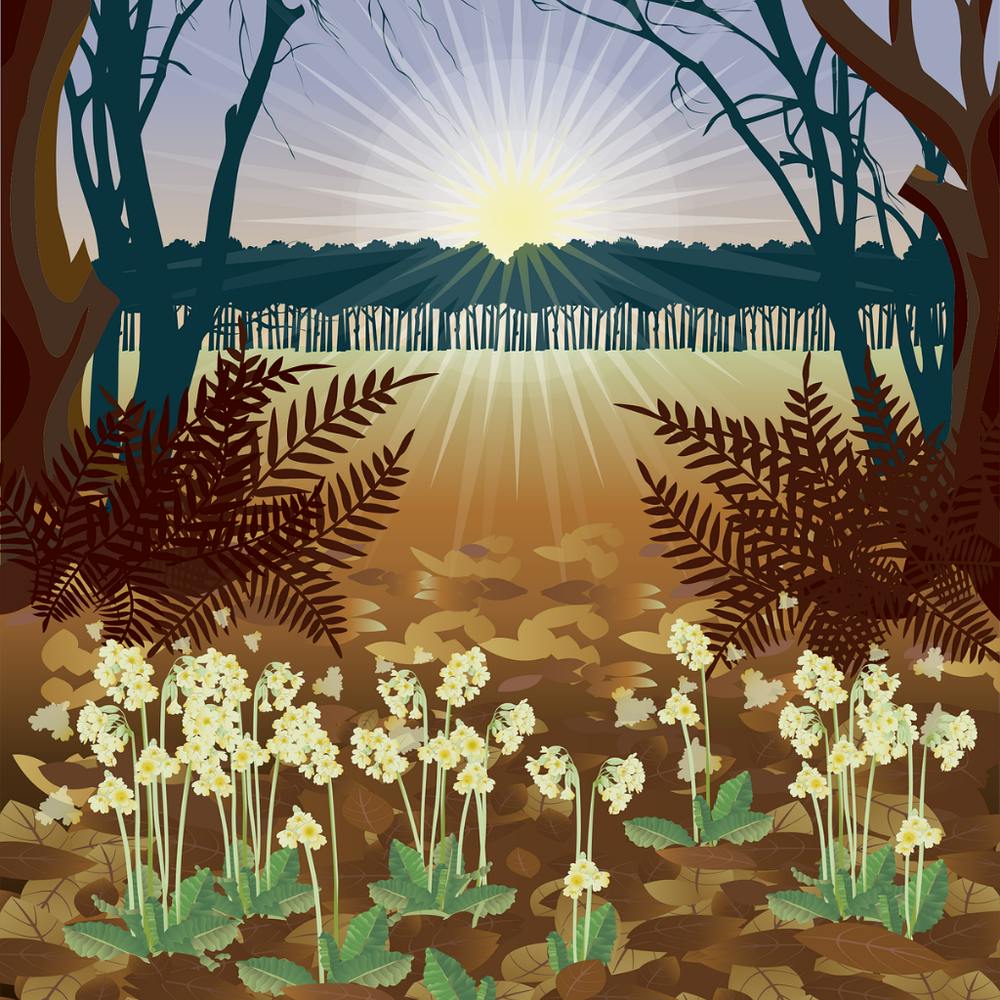 Snowdrops In The Forest
