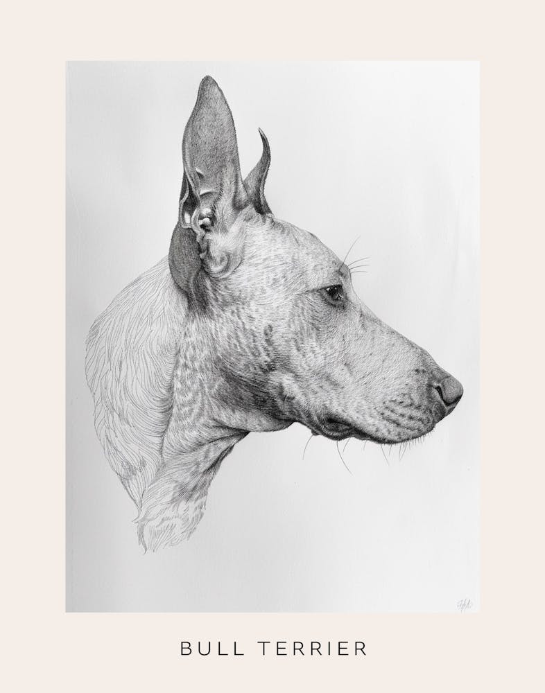 Bull Terrier Dog Line Sketch 2 Poster