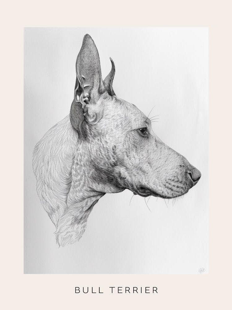 Bull Terrier Dog Line Sketch 2 Poster
