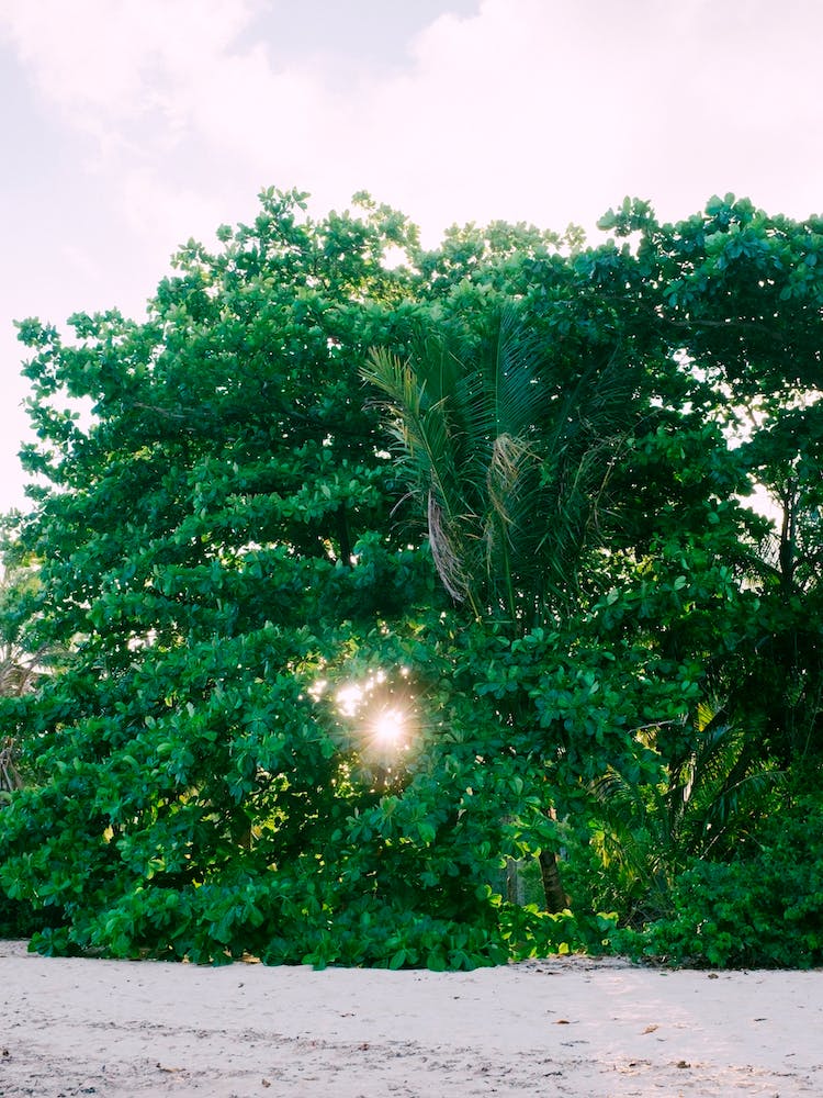 Sun Between The Trees