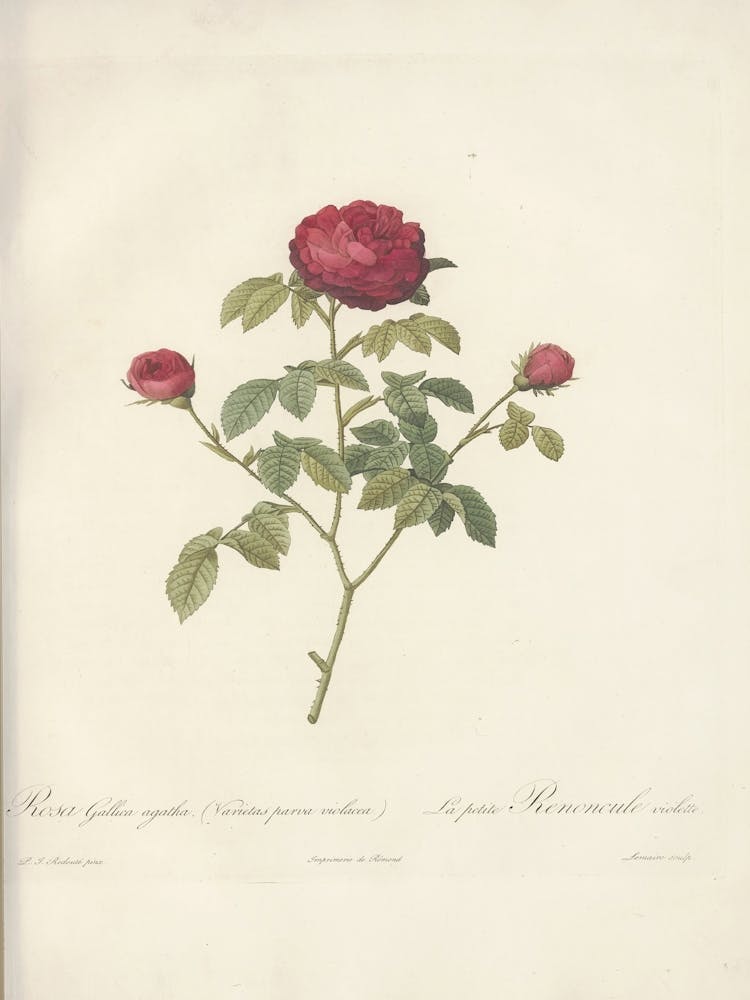 Rose Illustration, Pierre Joseph Redoute(108)