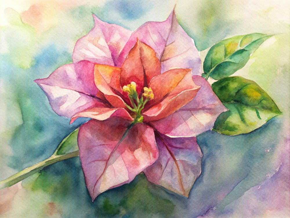 Poinsettia 1