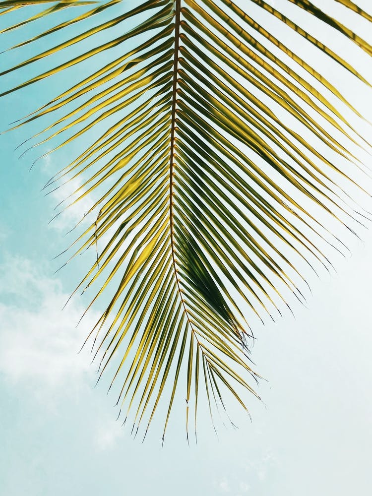 Palm Leaf Photograph