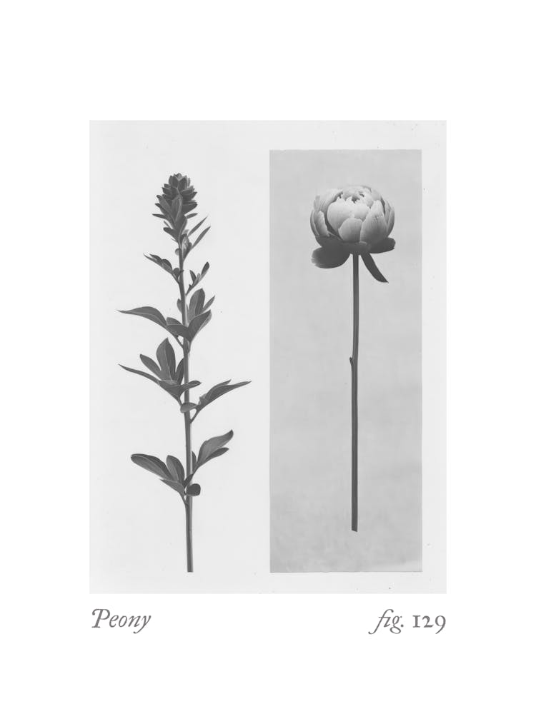 Peony Botanical Collage 3