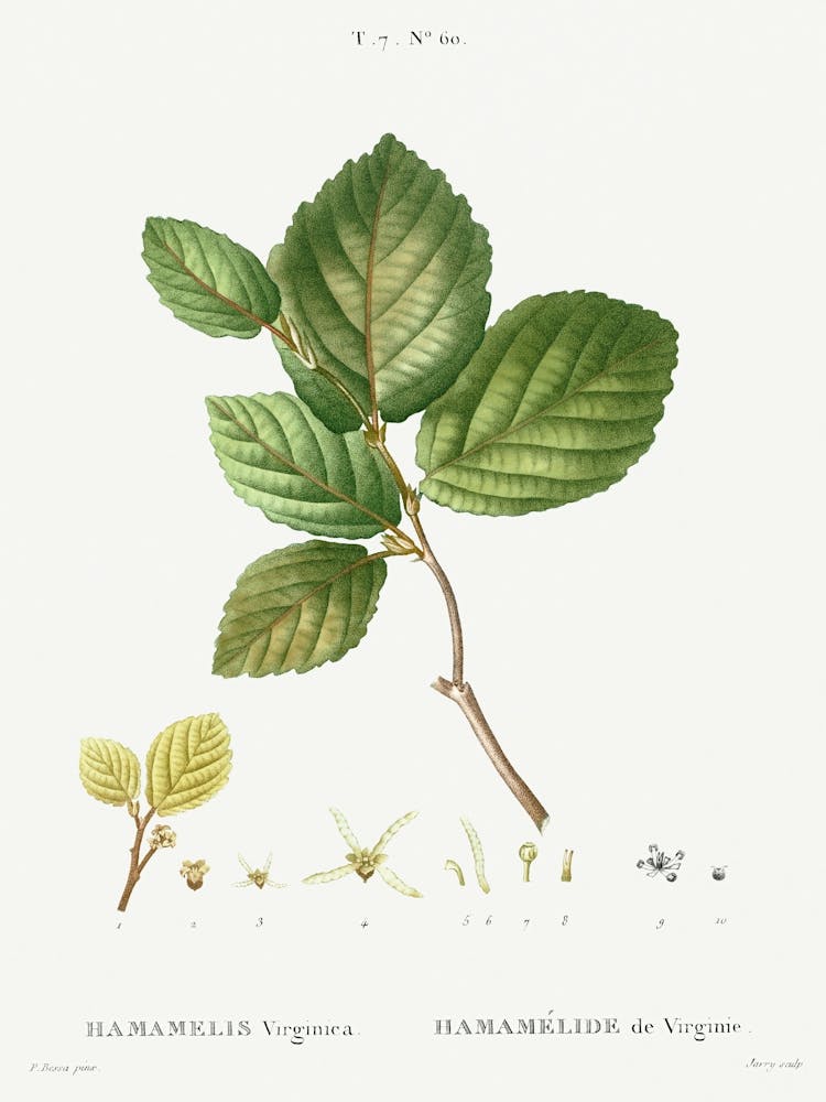 Witch Haze, Pierre Joseph Redoute