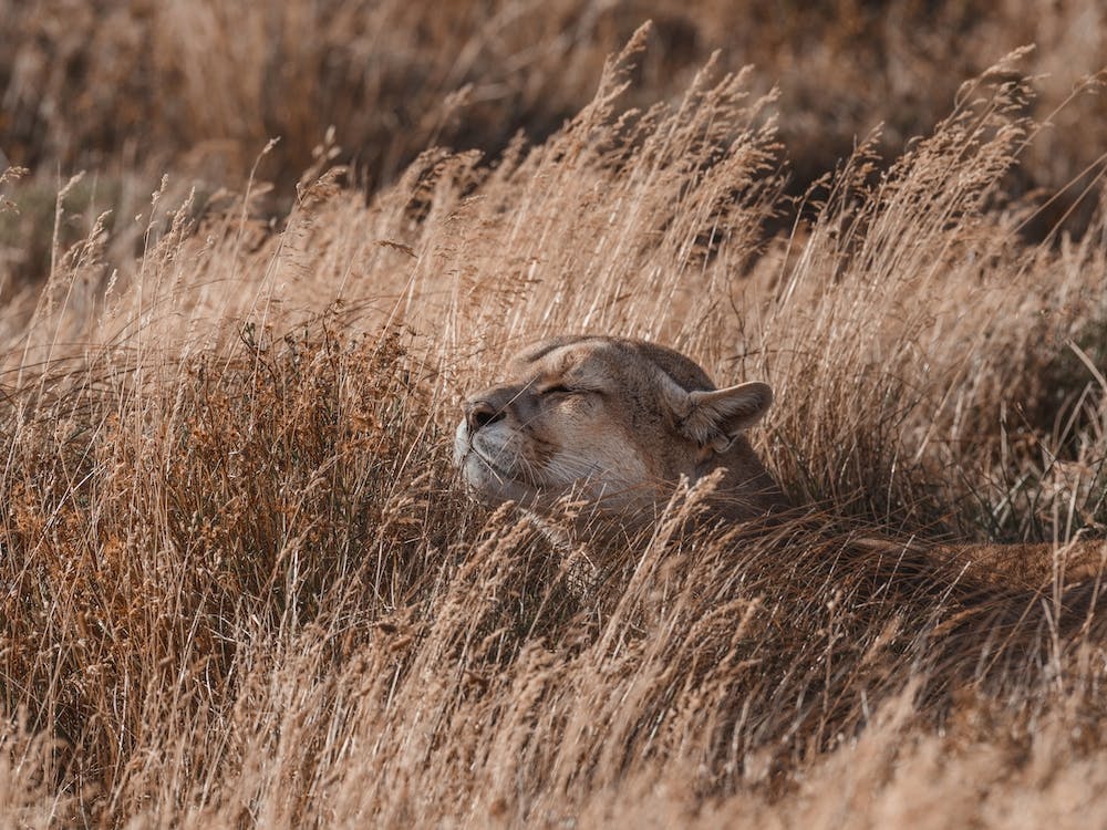 Mountain Lion Laying In Grass