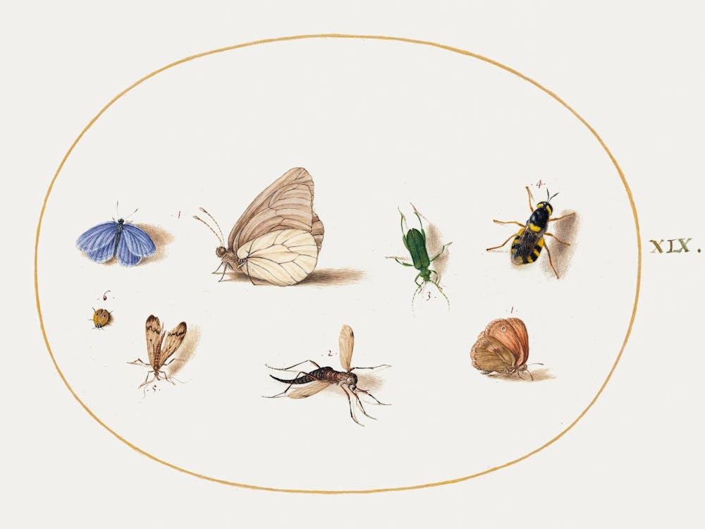 Two Butterflies With Five Other Insects (1575–1580), Joris Hoefnagel