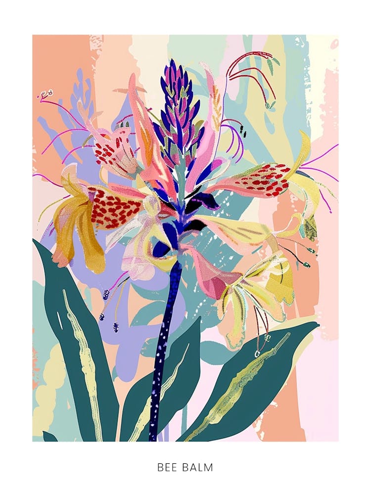 Colourful Flower Illustration Poster Bee Balm 2