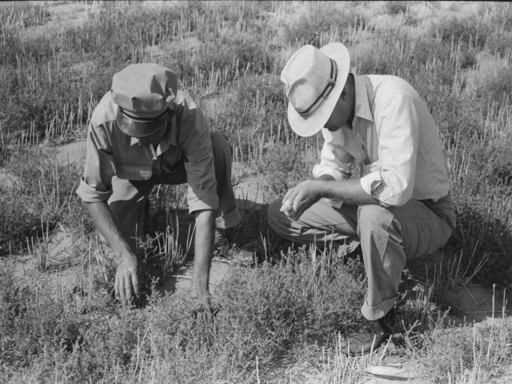 Untitled Photo, Possibly Related To Fsa (Farm Security Administration) Supervisor And Client Looking Among