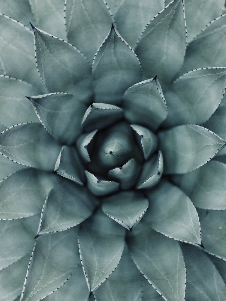 Hypnotic Agave Plant