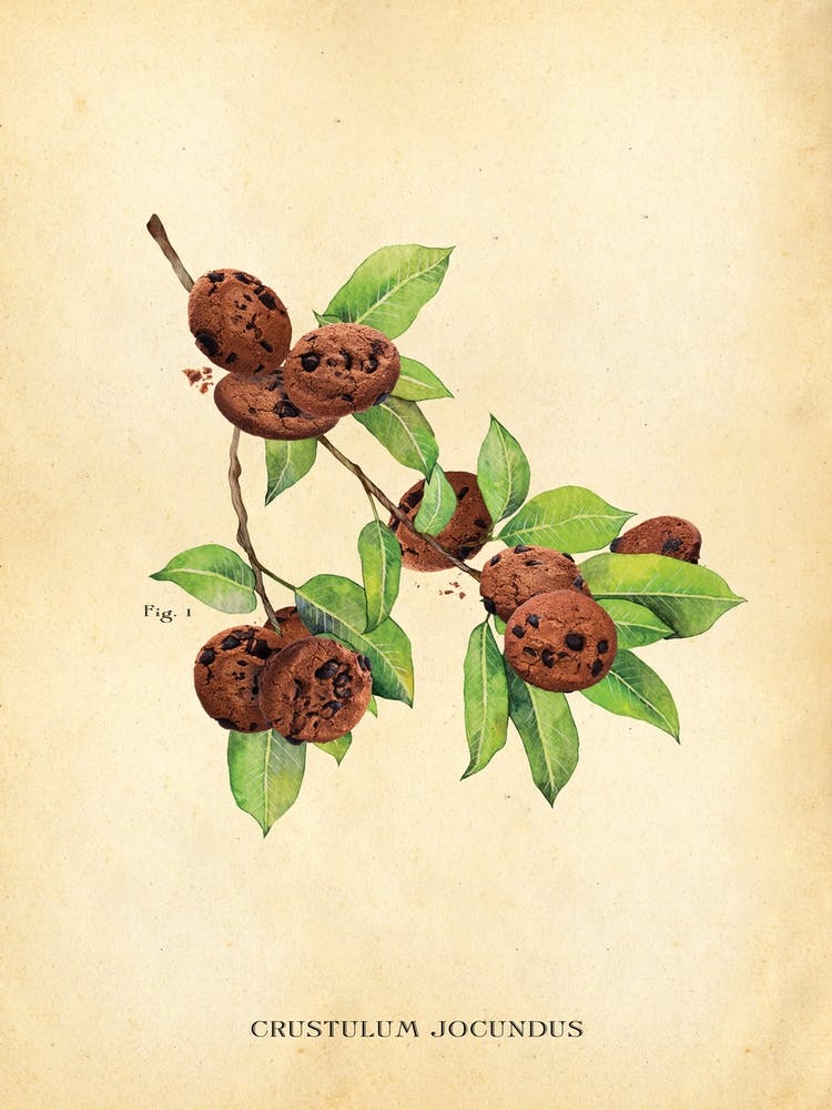 Modern Botanical Cookies