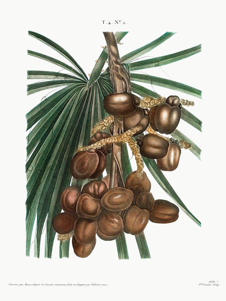 Date Palm, Pierre Joseph Redoute