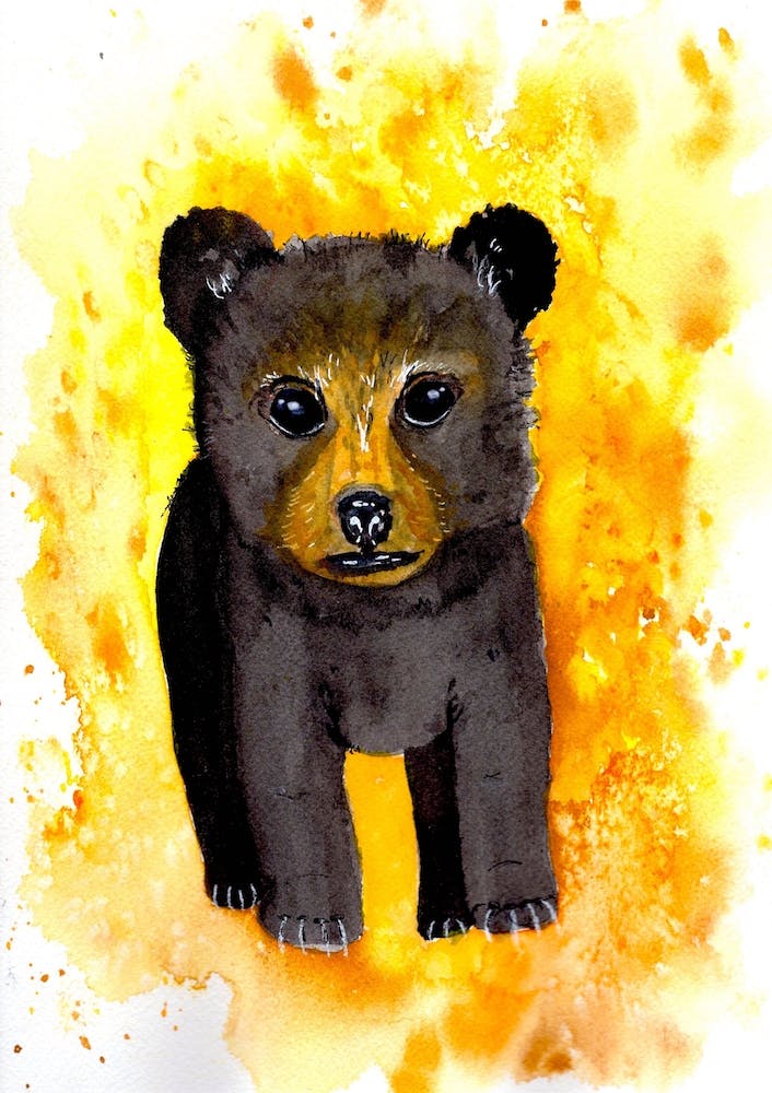 Honey Bear Cub