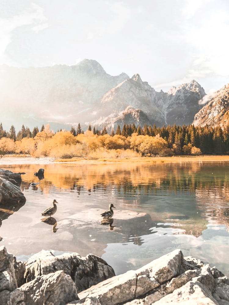Ducks In A Lake, Italian Alps