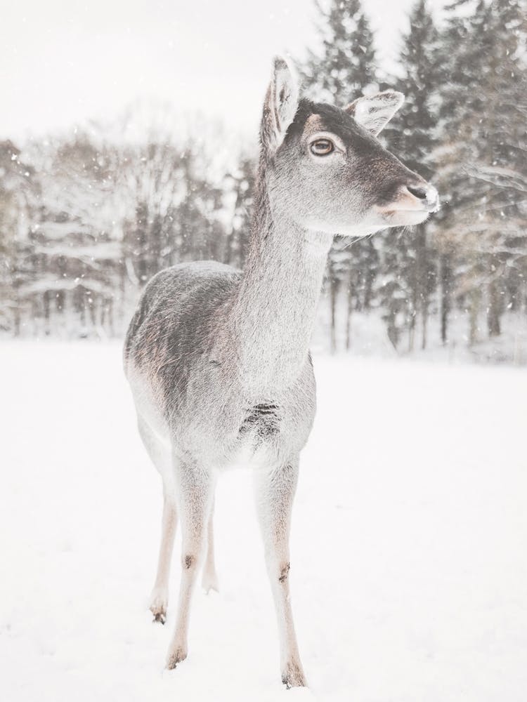 Gray Winter Deer