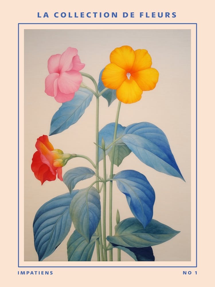Impatiens (Touch Me Not) French Flower Botanical Poster