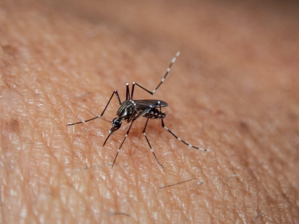 Mosquito On A Human Arm