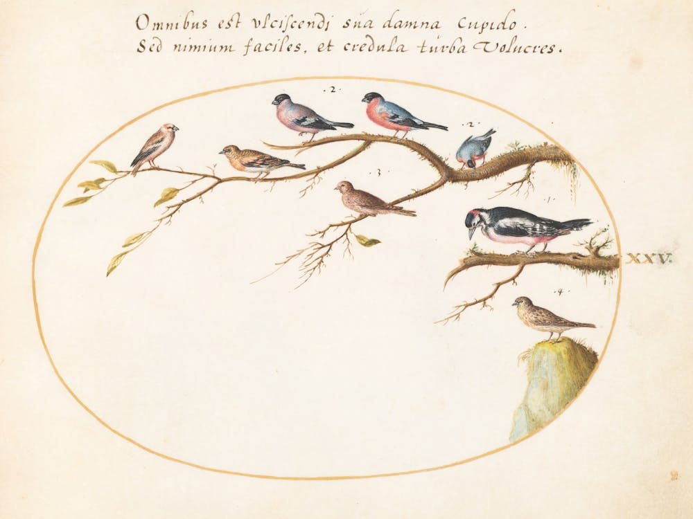Animalia Volatilia et Amphibia (c. 1575-1580), Joris Hoefnagel 1