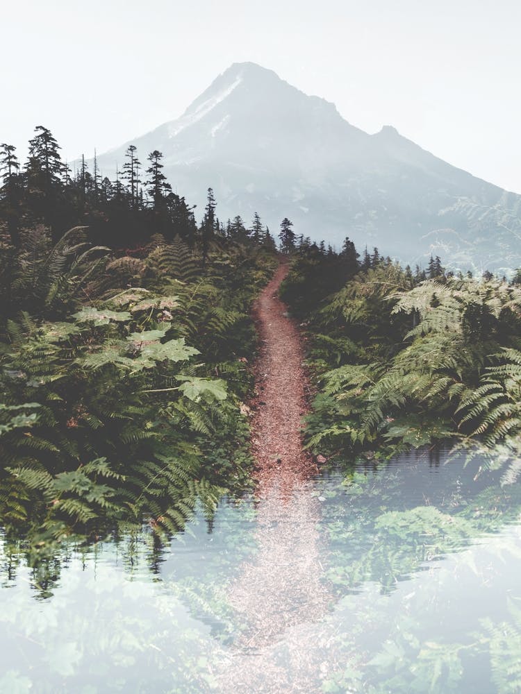 Sentier dans la Forêt - Mount Hood Oregon