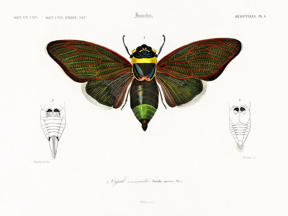 Gian Cicuda (Cicada Speciosa), Charles Dessalines D'Orbigny