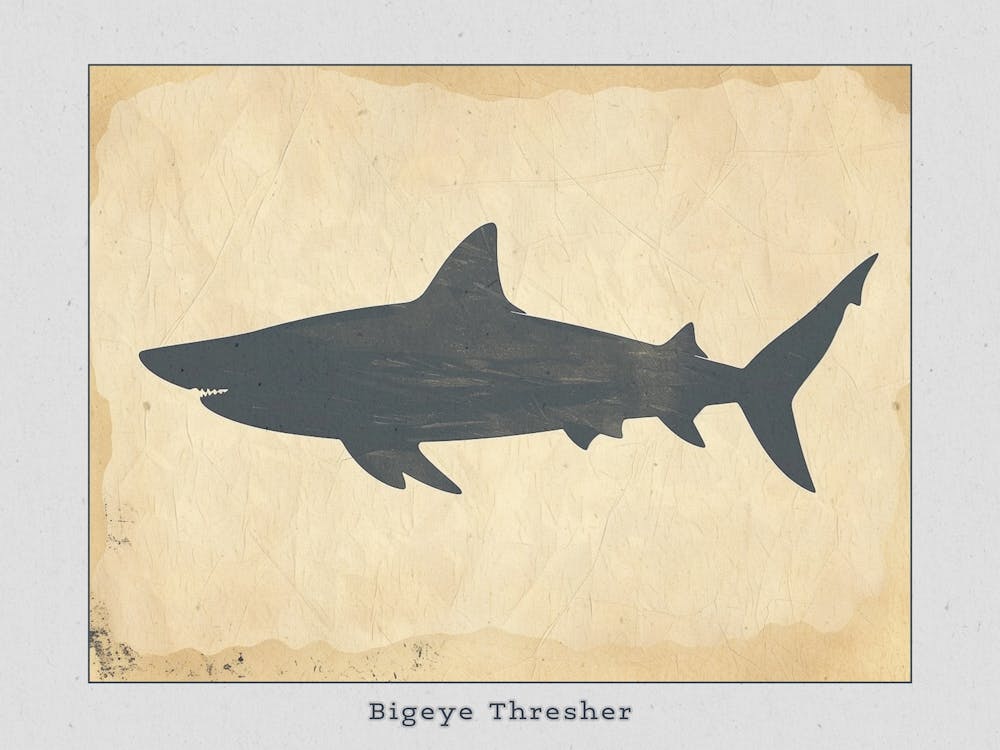 Bigeye Thresher Shark Grey Silhouette 6 Poster