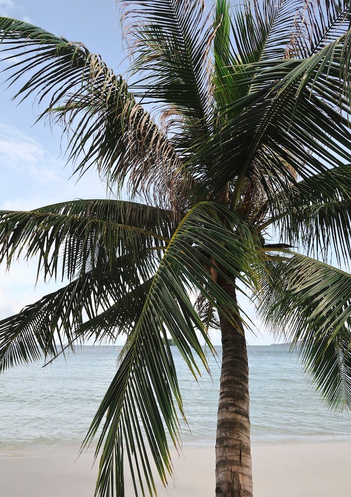Cambodia Palm Tree Beach