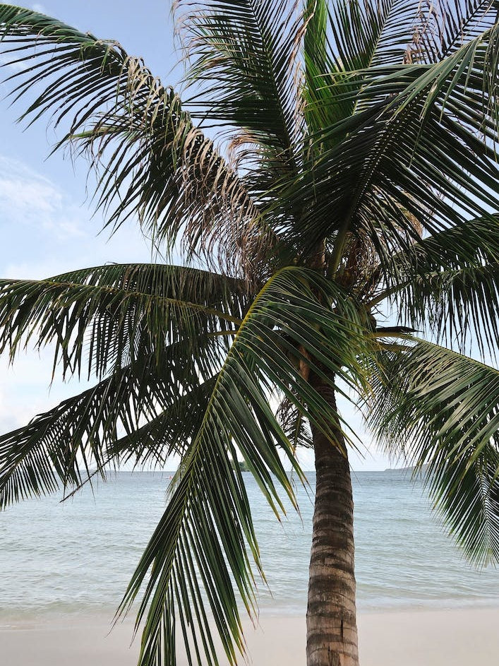 Cambodia Palm Tree Beach