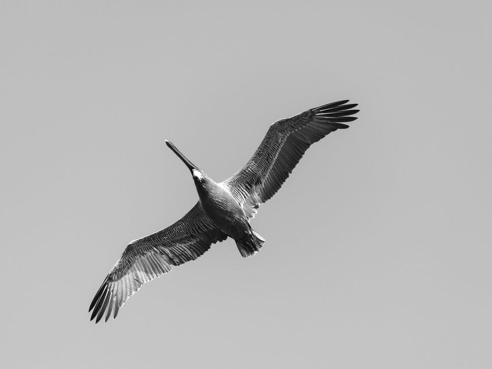 Pelican On Patrol