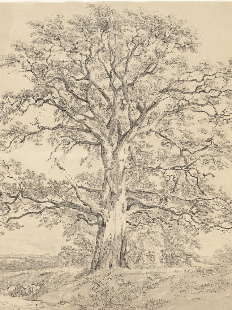 Large Oak Tree Sketch