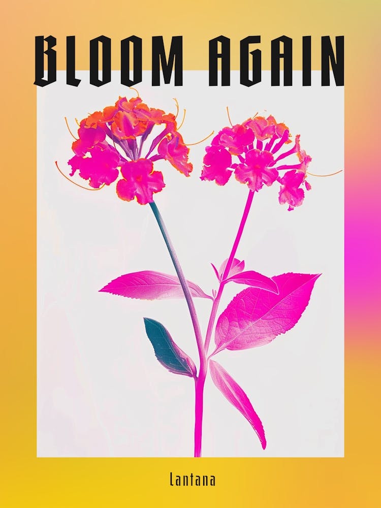 Hot Pink Lantana Poster