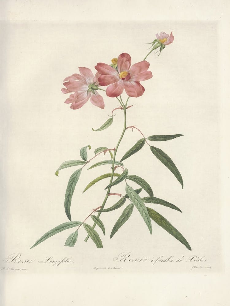 Rose Illustration, Pierre Joseph Redoute (81)