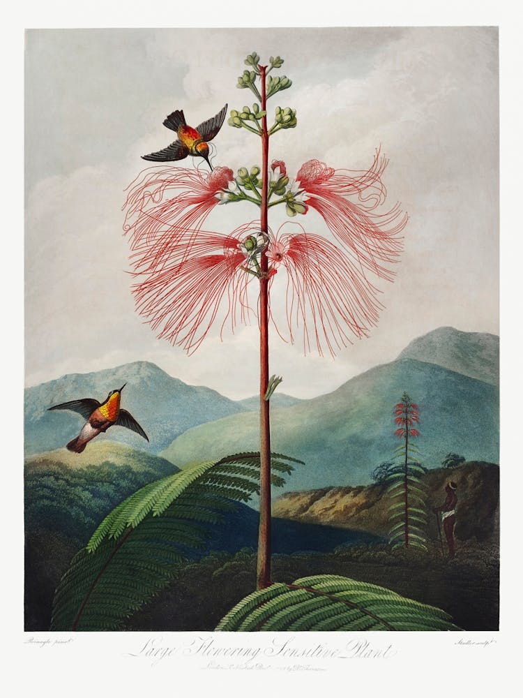 Large–Flowering Sensitive Plant From The Temple Of Flora (1807), Robert John Thornton
