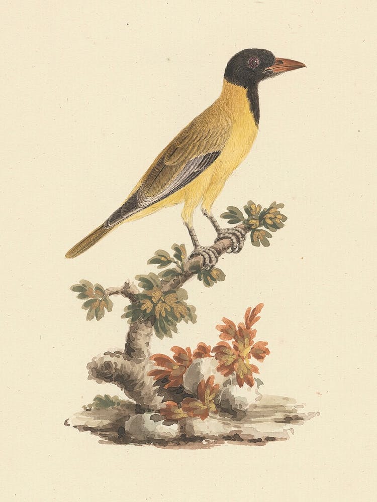Black Headed Abyssinian Oriole, Luigi Balugani (2)