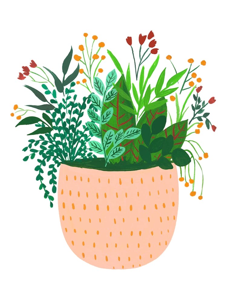 Assorted Potted Plants Mira