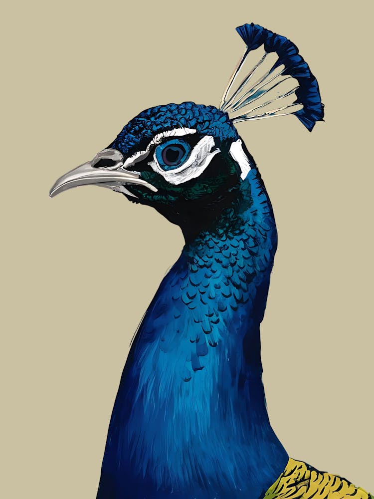 Peacock 6