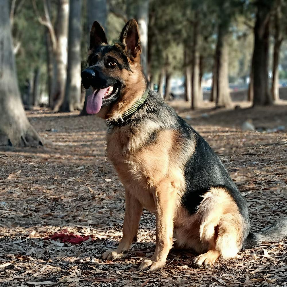 German Shepherd Dog