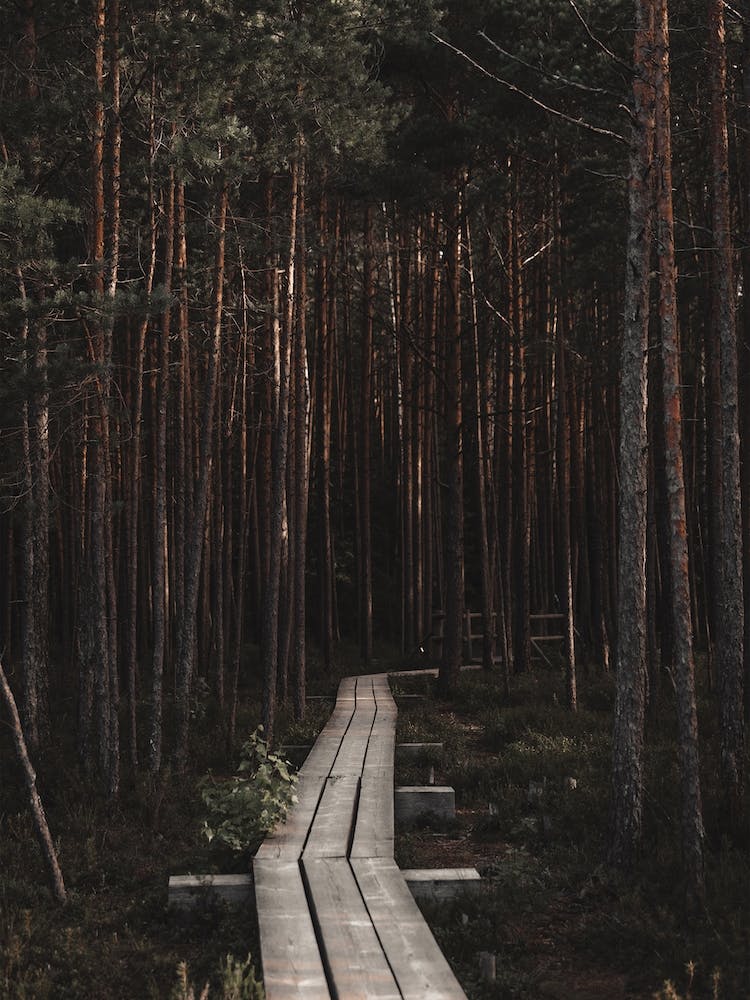 Wooden Hiking Path