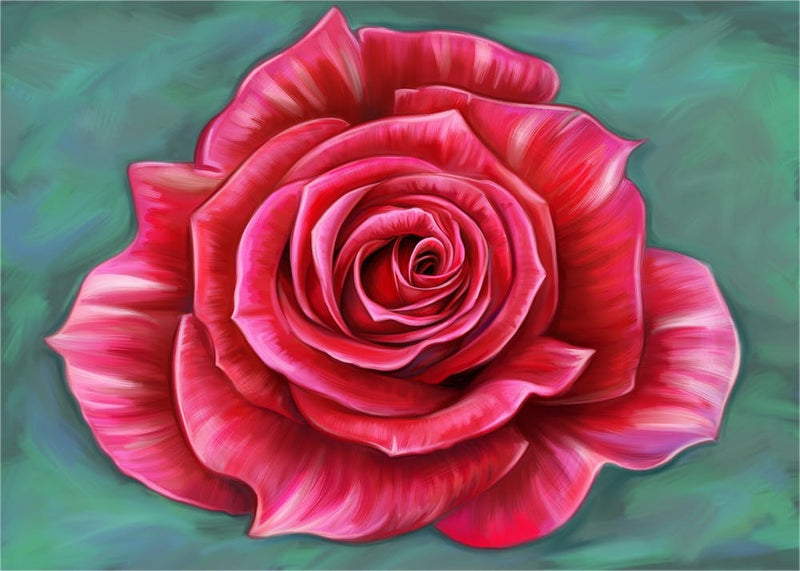 A red rose