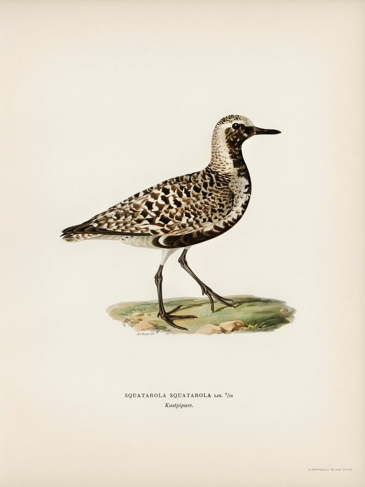 Grey Plover, The Von Wright Brothers