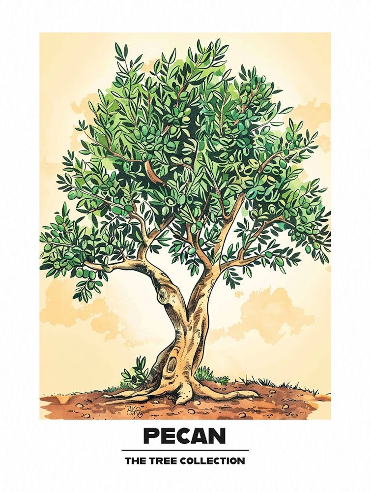 Pecan Tree Storybook Illustration 2 Poster