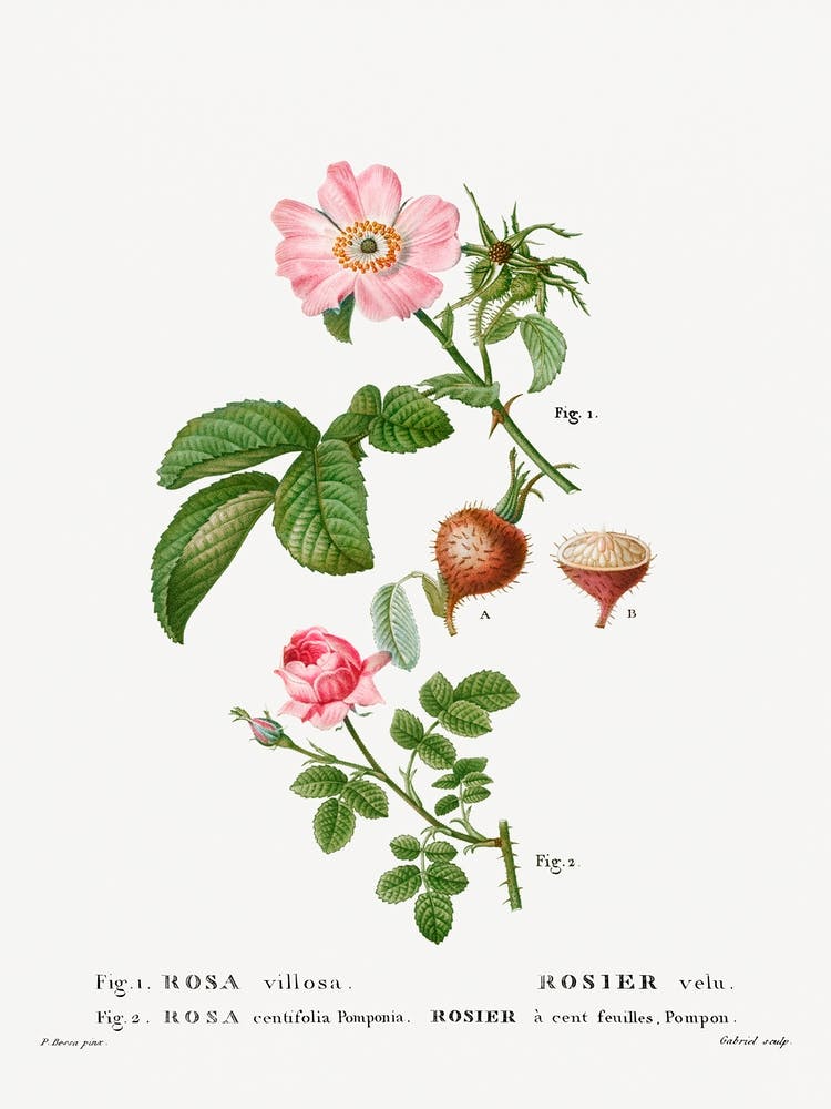 Apple Rose And Provence Rose, Pierre Joseph Redoute