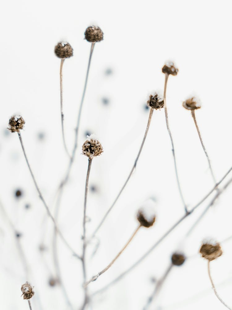 Snowy Branches | Winter in the Netherlands | Colorful travel and nature photography