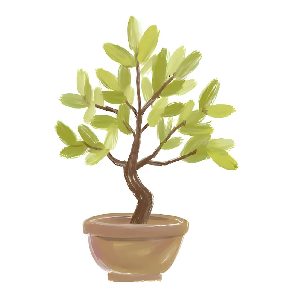 Bonsai Tree 1