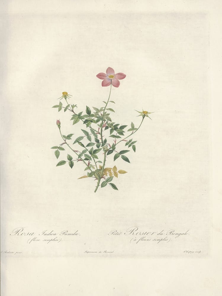 Rose Illustration, Pierre Joseph Redoute, Pierre Joseph Redoute (122)