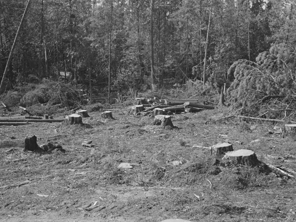 Forest Which Has Been Freshly Cut At Camp Near Effie, Minnesota By Russell Lee
