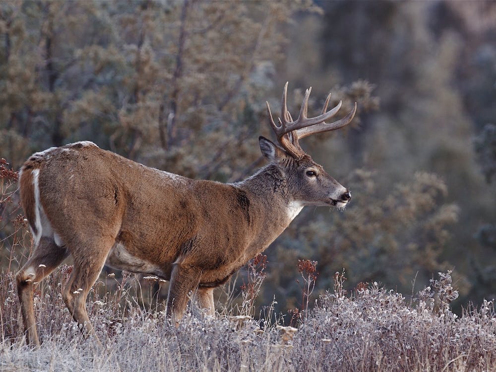 Frosty Morning Deer